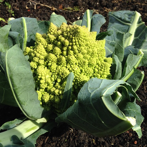 Romanesco Navona